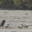 Sternes caspiennes dans la boucle de Poses